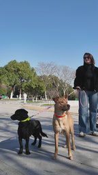 Heavy-Duty Reflective Dual Dog Leash Set – Tangle-Free Double Bungee Extension with Comfortable Padded Handle for 2 Dogs